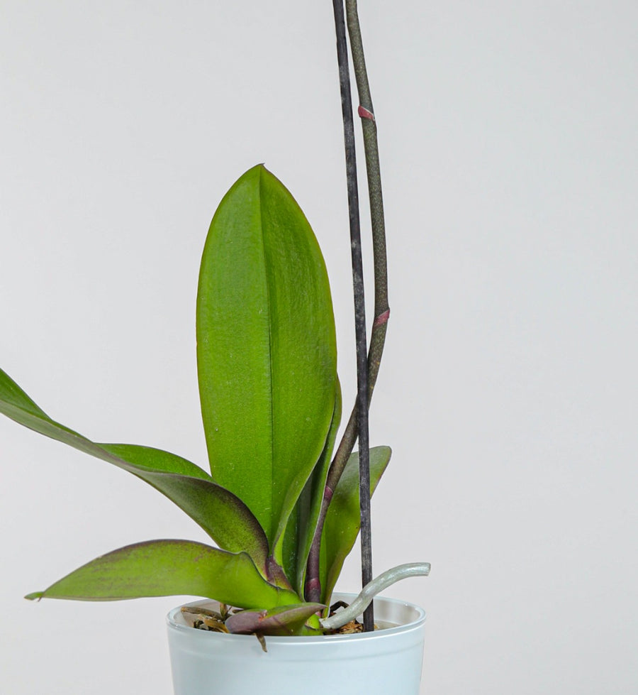 סחלב בכלי שקוף עם שורשים בריאים